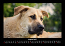 Hunde Fotokalender 2027 - 8