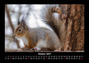 Tierkalender Fotokalender 2027 - 10