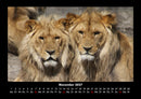 Tierkalender Fotokalender 2027 - 11