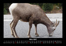 Tierkalender Fotokalender 2027 - 3