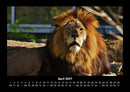 Tierkalender Fotokalender 2027 - 4