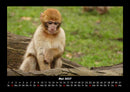 Tierkalender Fotokalender 2027 - 5