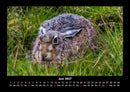 Tierkalender Fotokalender 2027 - 6