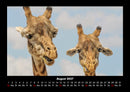 Tierkalender Fotokalender 2027 - 8