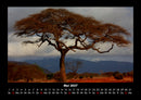 Bäume Fotokalender 2027 - 5
