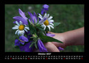 Blumenkalender Fotokalender 2027 - 10