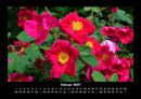 Blumenkalender Fotokalender 2027 - 2