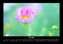 Blumenkalender Fotokalender 2027 - 7