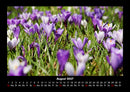 Blumenkalender Fotokalender 2027 - 8