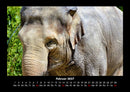 Der Elefantenkalender Fotokalender 2027 - 2