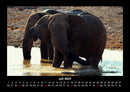Der Elefantenkalender Fotokalender 2027 - 7