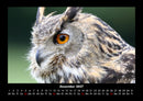 Der Tierkalender Fotokalender 2027 - 12