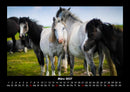 Der Tierkalender Fotokalender 2027 - 3
