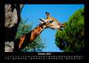Giraffen Fotokalender 2027 - 10