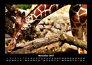 Giraffen Fotokalender 2027 - 11