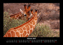 Giraffen Fotokalender 2027 - 2