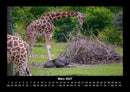 Giraffen Fotokalender 2027 - 3