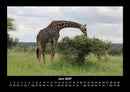 Giraffen Fotokalender 2027 - 6