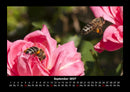 Rosen-Kalender Fotokalender 2027 - 9