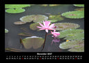 Rosen-Kalender Fotokalender 2027 - 11