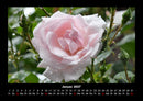 Rosen-Kalender Fotokalender 2027 - 1