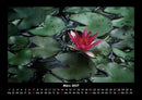 Rosen-Kalender Fotokalender 2027 - 3