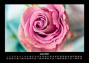 Rosen-Kalender Fotokalender 2027 - 6