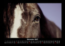 Die Welt der Pferde Fotokalender 2027 - 11