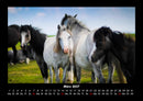 Die Welt der Pferde Fotokalender 2027 - 3