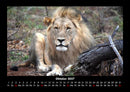 Löwen in der Wildnis Fotokalender 2027 - 10