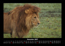 Löwen in der Wildnis Fotokalender 2027 - 12