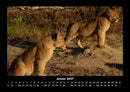 Löwen in der Wildnis Fotokalender 2027 - 1