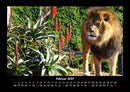Löwen in der Wildnis Fotokalender 2027 - 2
