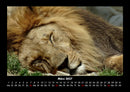 Löwen in der Wildnis Fotokalender 2027 - 3