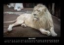 Löwen in der Wildnis Fotokalender 2027 - 4