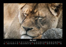 Löwen in der Wildnis Fotokalender 2027 - 5