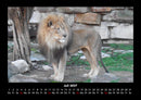 Löwen in der Wildnis Fotokalender 2027 - 7