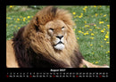 Löwen in der Wildnis Fotokalender 2027 - 8