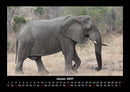 Elefanten - Die sanften Riesen Afrikas Fotokalender 2027 - 1