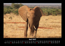 Elefanten - Die sanften Riesen Afrikas Fotokalender 2027 - 4