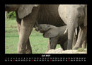 Elefanten - Die sanften Riesen Afrikas Fotokalender 2027 - 7