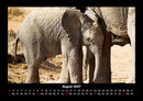 Elefanten - Die sanften Riesen Afrikas Fotokalender 2027 - 8