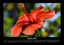 Blumenträume Fotokalender 2027 - 10