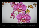 Blumenträume Fotokalender 2027 - 3