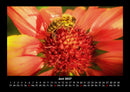 Blumenträume Fotokalender 2027 - 6