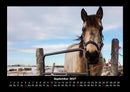 Pferde Kalender Fotokalender 2027 - 9