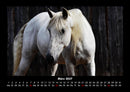 Pferde Kalender Fotokalender 2027 - 3