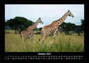 Tiere in der Wildnis Fotokalender 2027 - 10