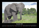 Tiere in der Wildnis Fotokalender 2027 - 12