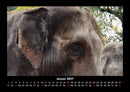 Tiere in der Wildnis Fotokalender 2027 - 1